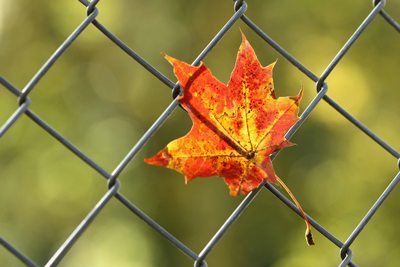 leaf-on-chainlink-fence